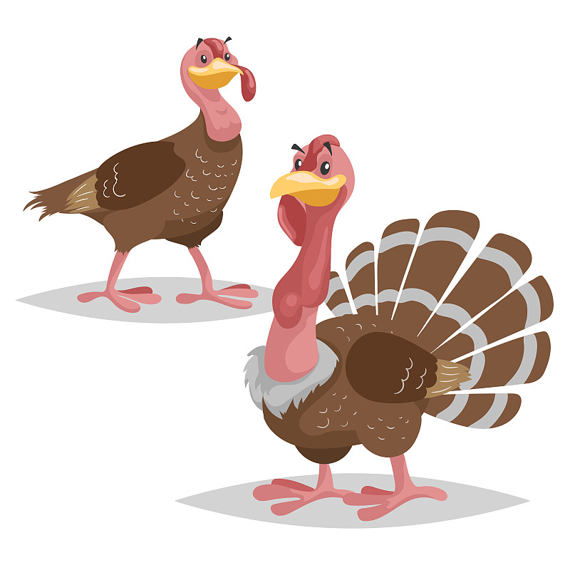 可爱的土耳其家庭。公火鸡和母火鸡。农场的鸟。家养动物的场景。矢量插图孤立在白色背景。图片下载