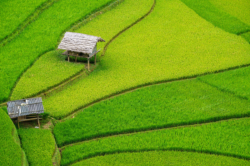 双乡别墅位于越南北部的稻田里，稻田梯田，颜白。图片素材