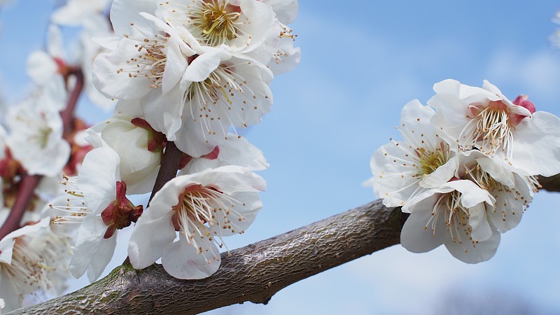 白色樱花树的特写图片素材