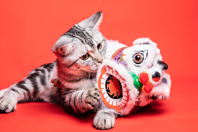 美国短毛猫扮作舞狮庆祝中国新年图片下载