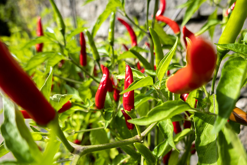 红辣椒在生物花园中生长图片下载