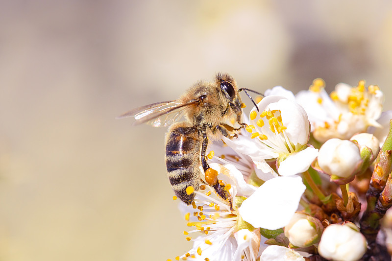 蜜蜂采集花粉。图片下载