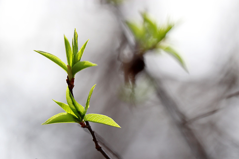 春天的季节，绿芽和嫩叶在雾中的树枝上图片下载