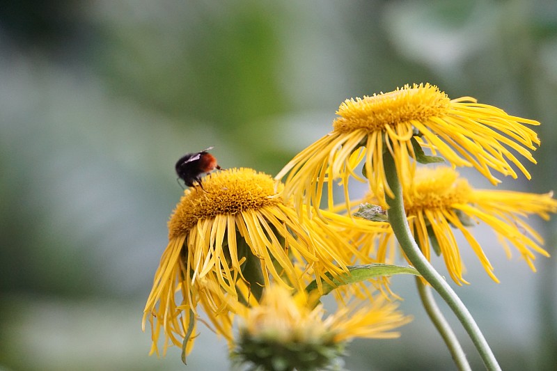 昆虫在黄花上的特写摄影图片