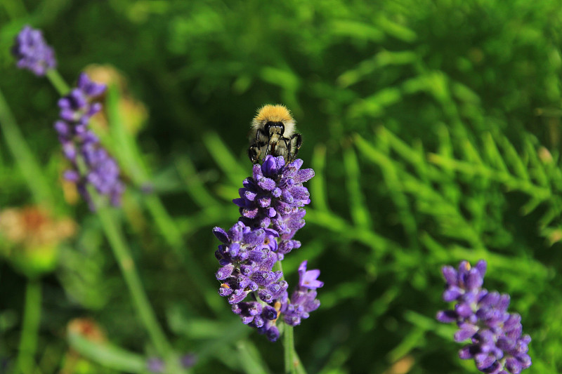 蜜蜂在薰衣草摄影图片
