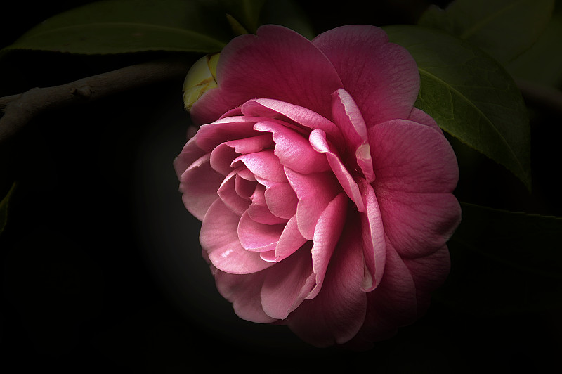 粉红色玫瑰的特写摄影图片