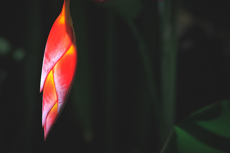 红色开花植物的特写摄影图片