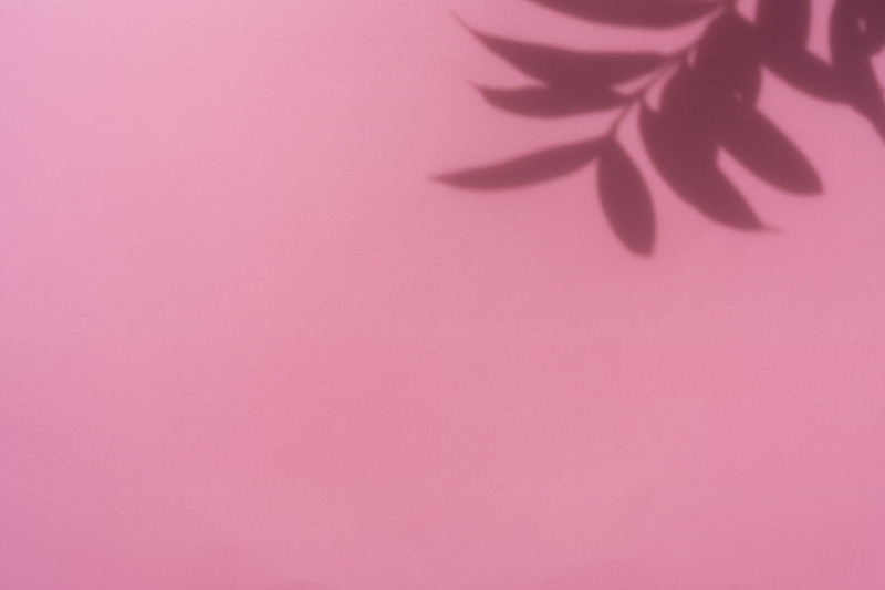 极简主义的粉红色背景与树叶的阴影摄影图片