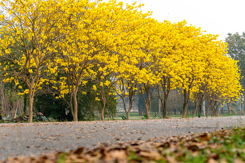 秋天田野上的黄色树木摄影图片