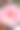 粉红色的大卫奥斯汀玫瑰近距离摄影图片