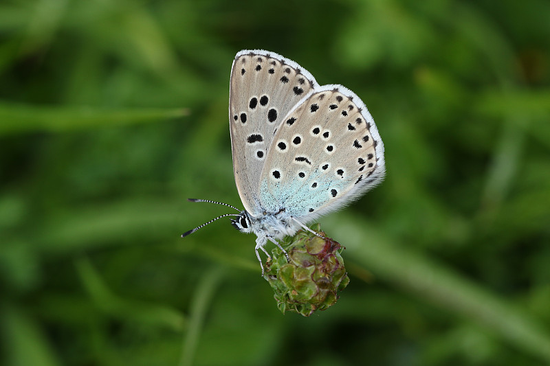 一只罕见的大蓝蝴蝶，大蓝蝴蝶，休息在草地上的植物。摄影图片