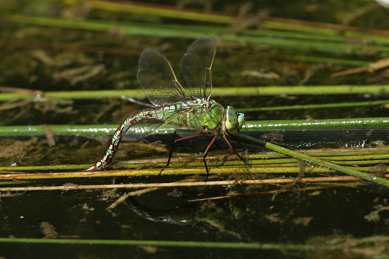 一只雌性蜻蜓皇帝，Anax统领，在池塘里产卵。摄影图片