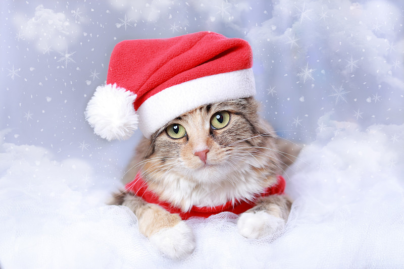 圣诞老人猫躺在白云上。新年佳节背景。白色背景下，戴着圣诞老人帽子的猫长着大大的绿眼睛。圣诞节的小猫。冬天的季节。贺卡。闪闪发光的灯图片下载