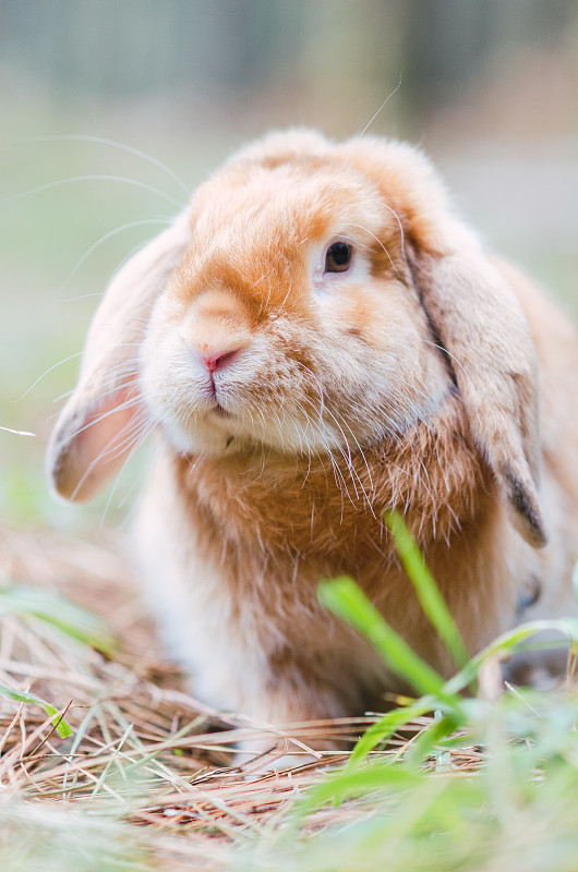 一只可爱的小兔子在绿地上的特写镜头——非常适合做墙纸图片下载