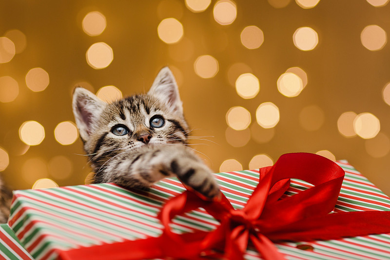 有趣的灰色条纹小猫从一个盒子与红色礼品带。圣诞老人送的圣诞礼物图片下载