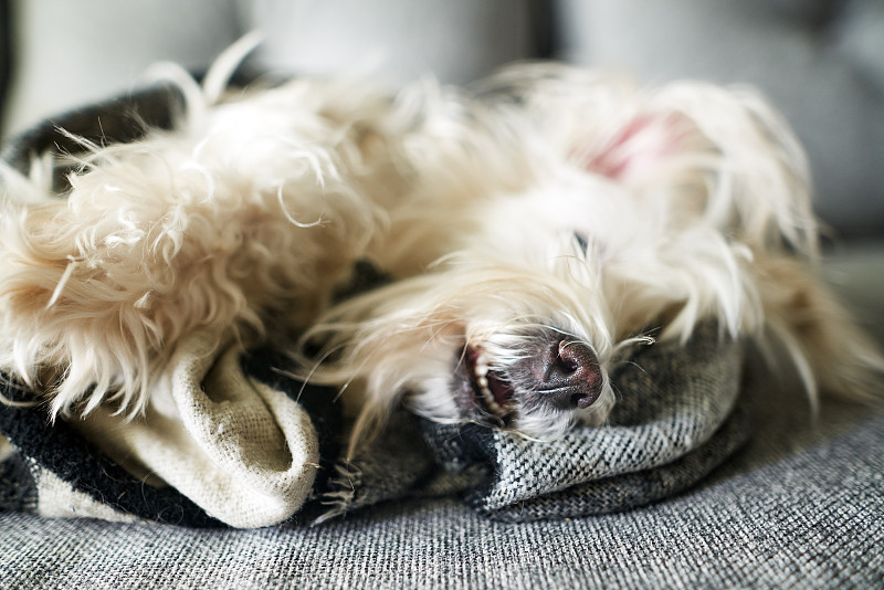 可爱的毛茸茸的白狗躺在床上的毛毯在家里图片下载