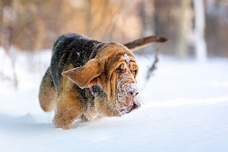 搜救犬在雪地里行走图片下载