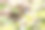 美丽的琉球小蜥蜴(学名:permicrocotus divaricatus tegimae，蝾螈目:蝾螈科)在树林里飞来飞去寻找食物。日本神奈川县相模原市Hayatogawa森林路，摄于2024年4月。摄影图片
