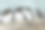 海鸠，乌里亚海鸠，在一个岛屿的悬崖上，在繁殖季节。摄影图片
