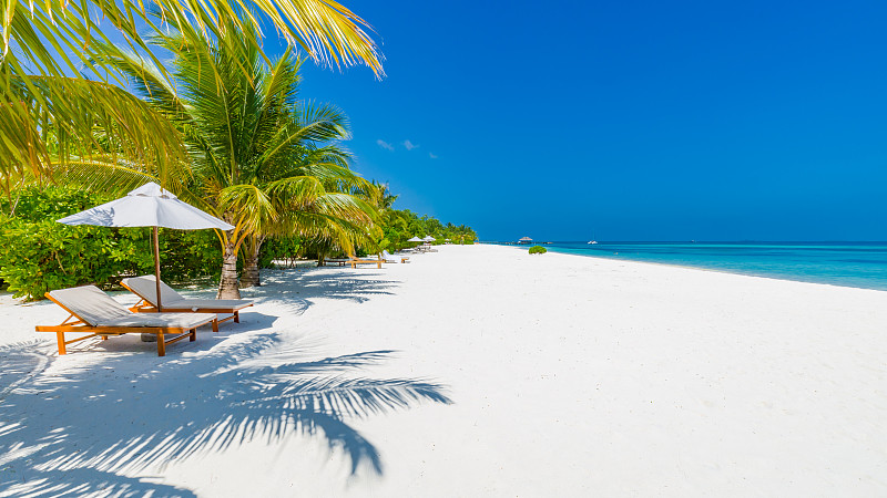 度假假日背景墙纸-两个海滩躺椅下的帐篷在海滩上的棕榈树图片素材