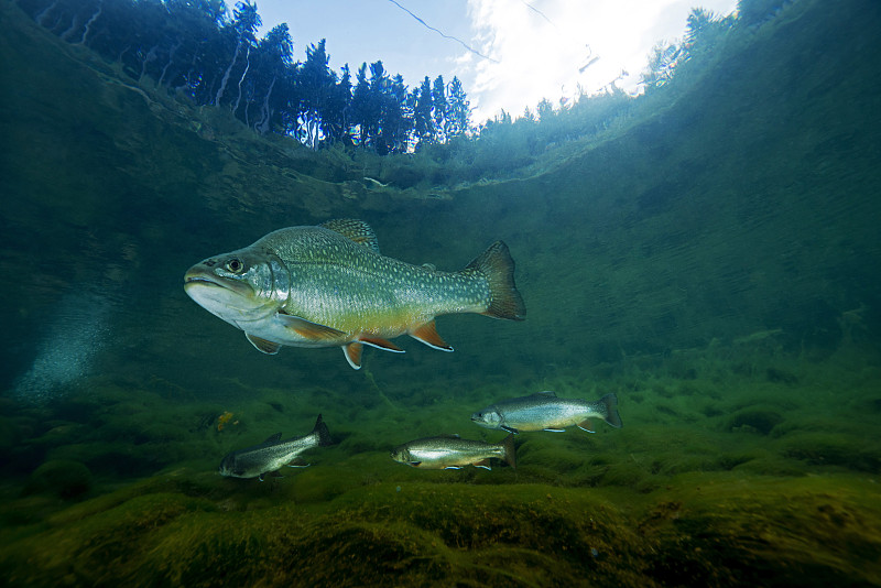 奥地利格鲁布湖的斯蒂里亚鳟鱼，查尔鳟鱼和彩虹鳟鱼图片素材