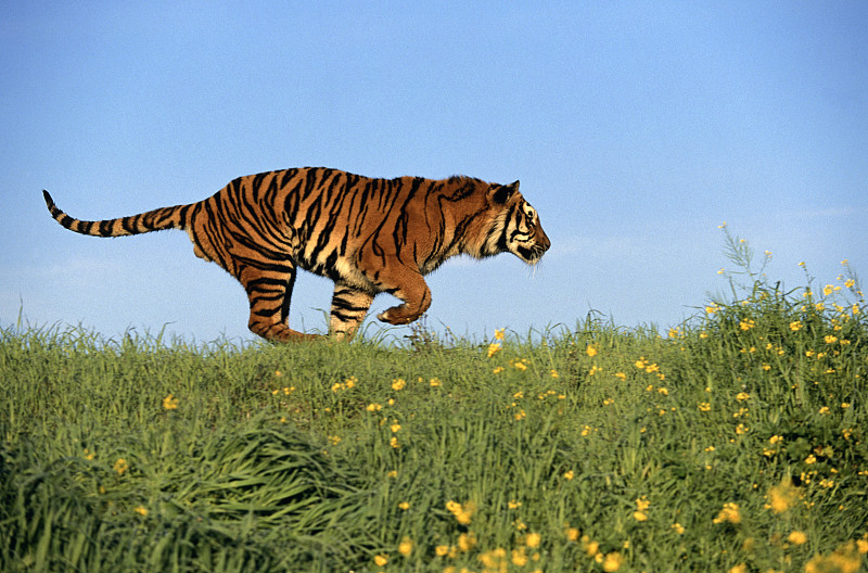 奔跑的老虎图片大全图片