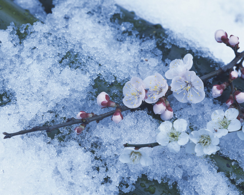 雪上的梅花图片下载