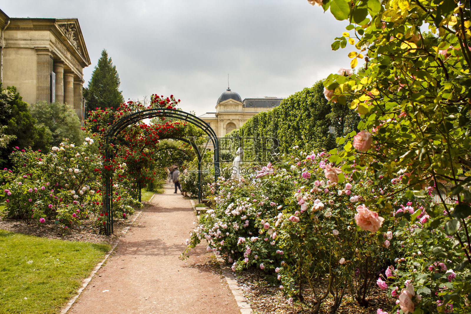 玫瑰花园，巴黎照片摄影图片