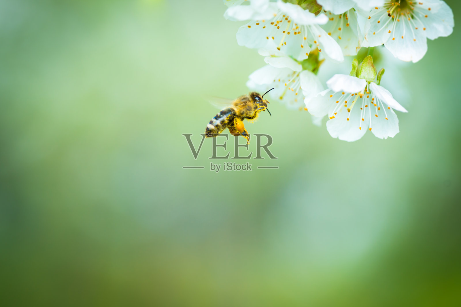 蜜蜂飞向盛开的樱桃树照片摄影图片