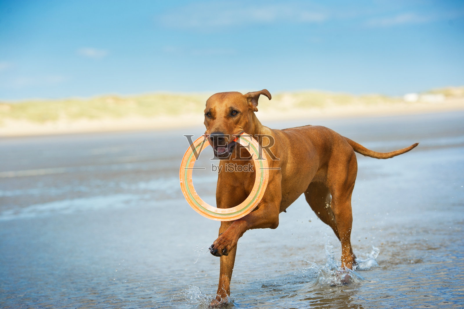 活跃的运动狗小狗在海上与飞盘跑照片摄影图片