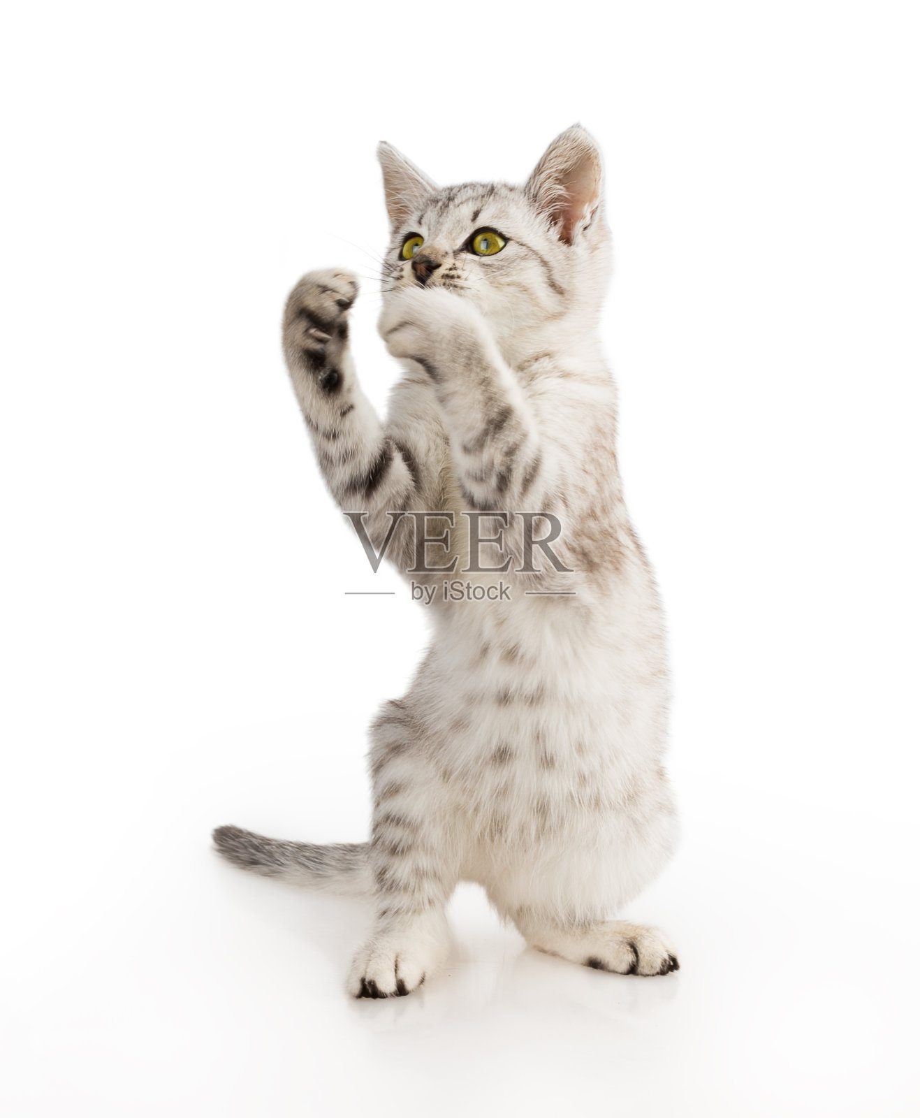 灰条纹虎斑猫小猫照片摄影图片