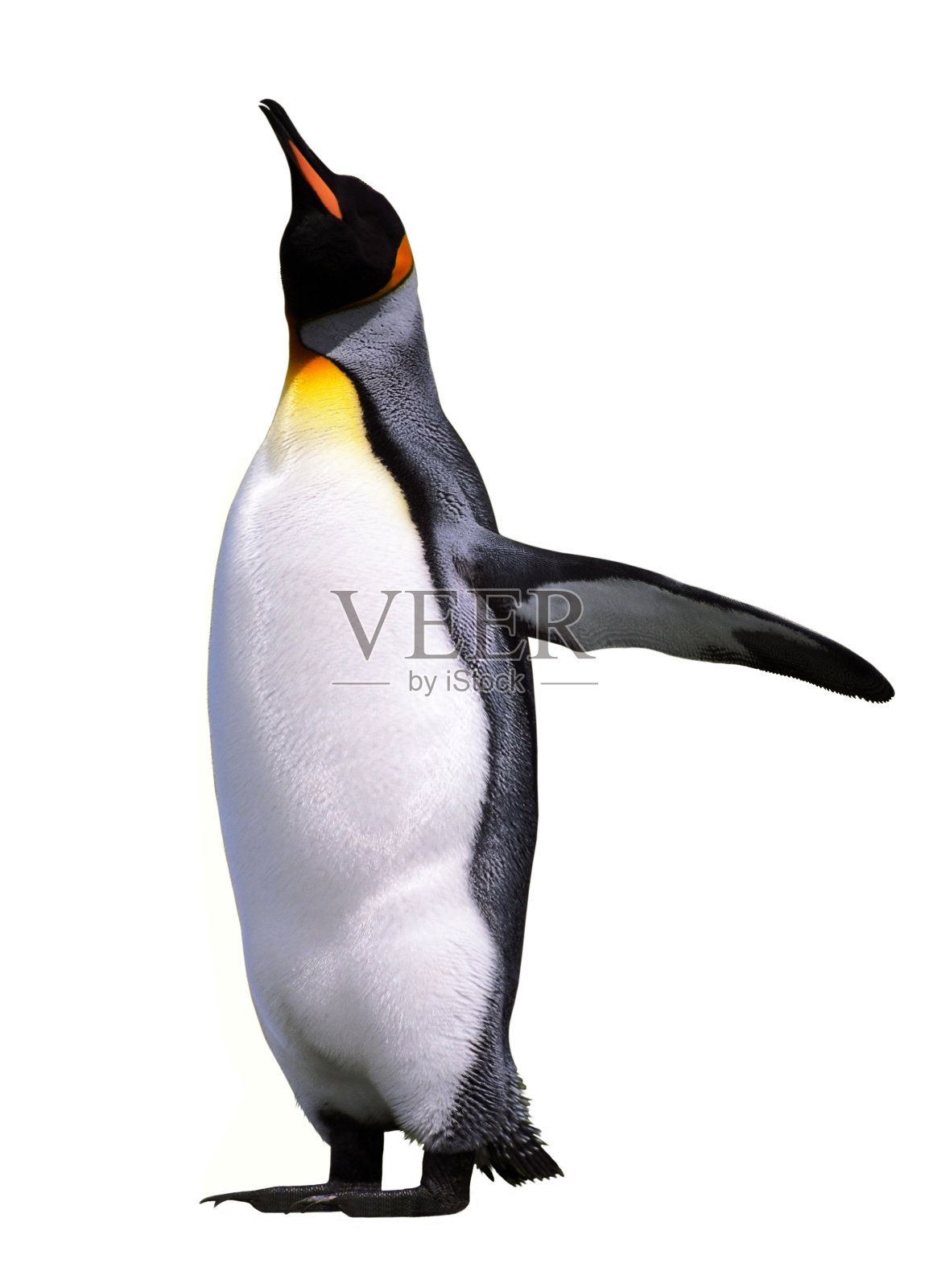 孤立的帝企鹅照片摄影图片
