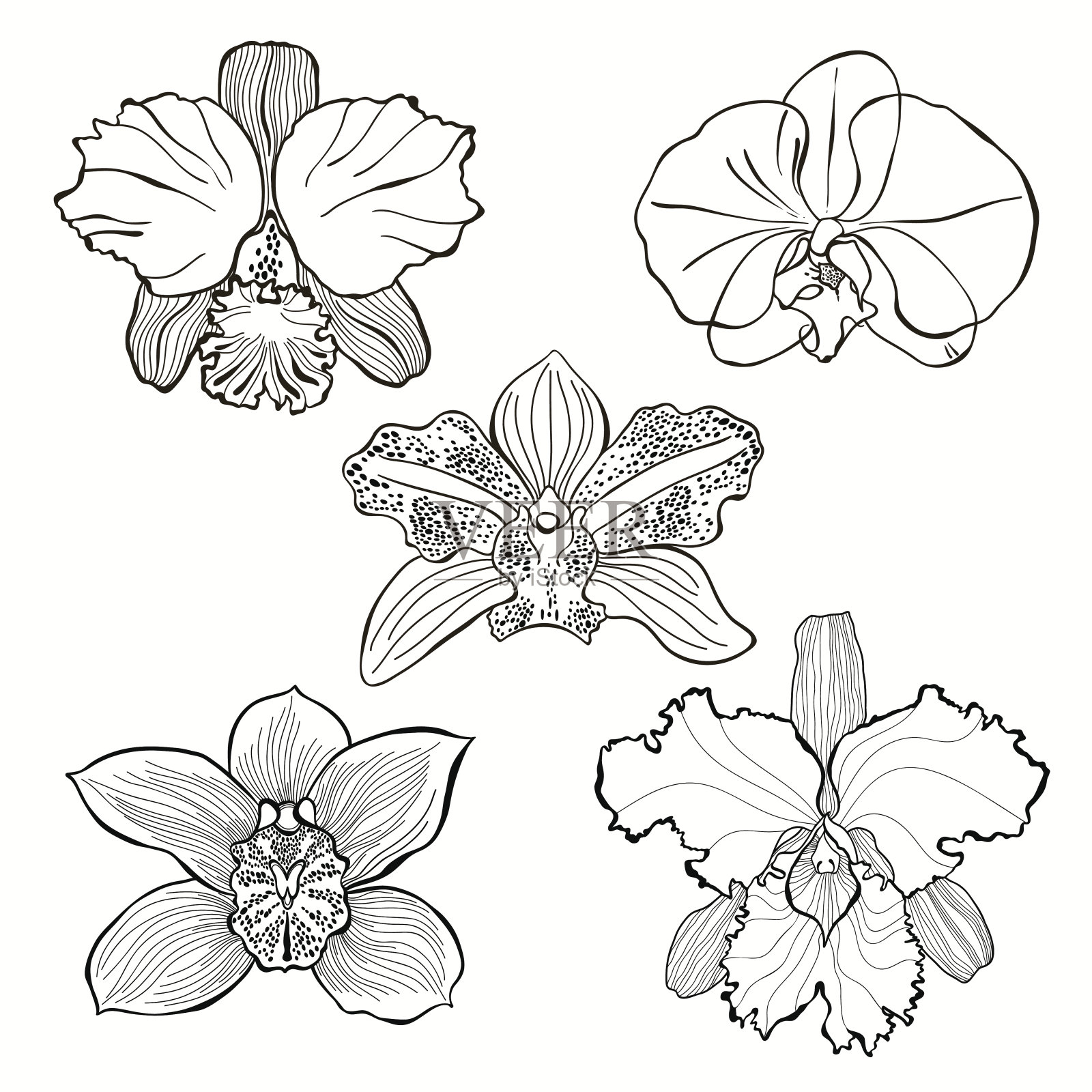 手绘兰花花向量集。插画图片素材