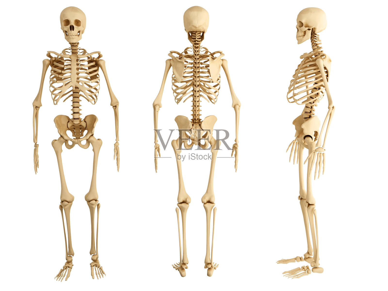 三具人类骨骼朝向不同的方向照片摄影图片