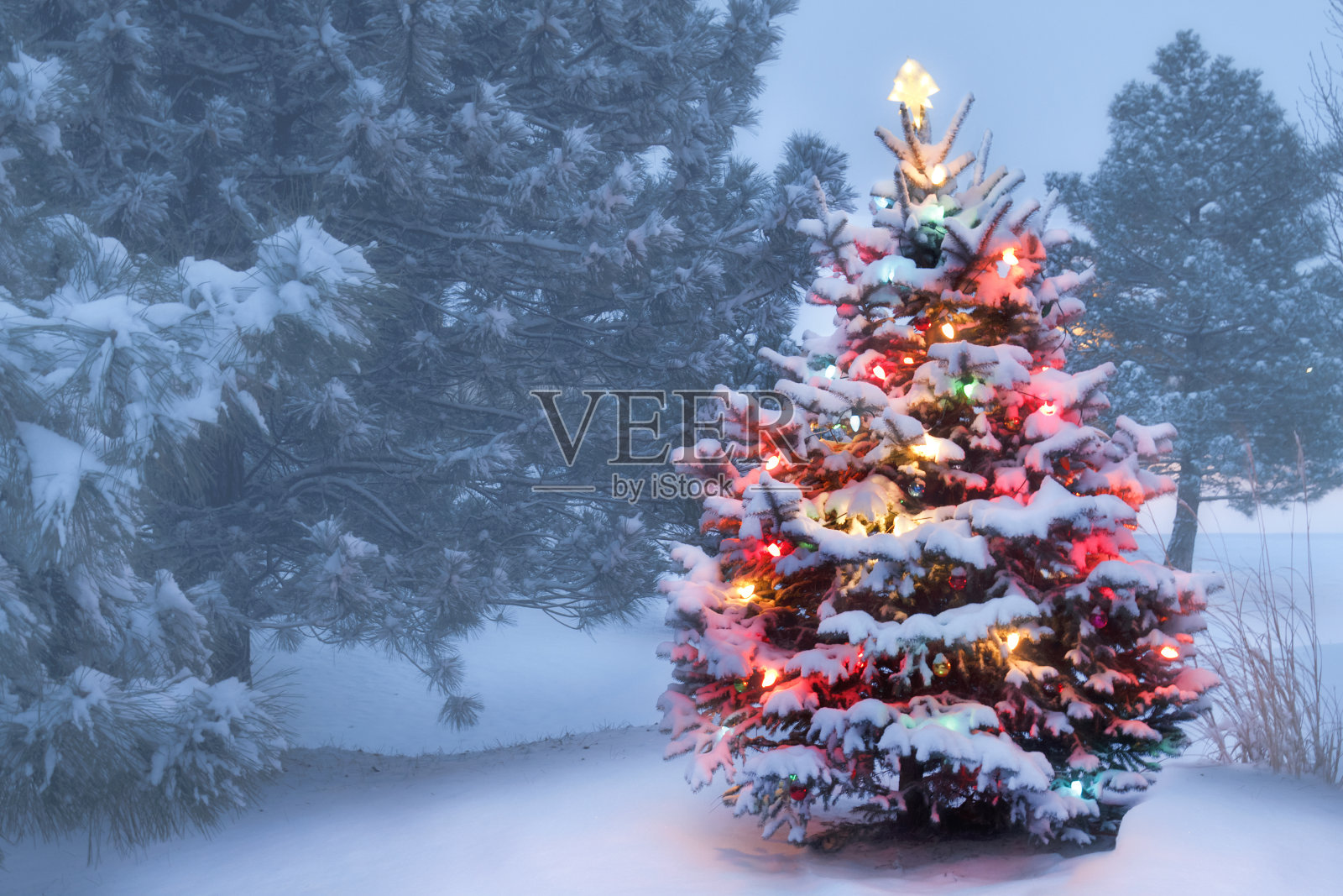 这棵树在大雪覆盖的雾蒙蒙的圣诞节早晨闪闪发光照片摄影图片