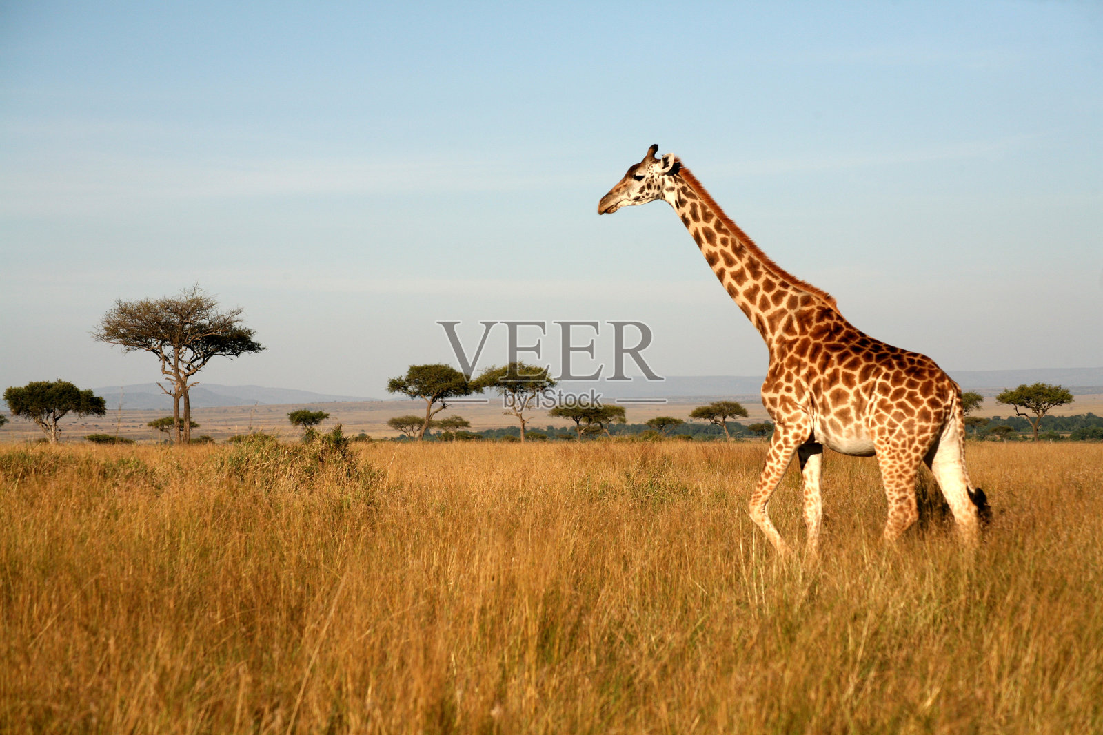 长颈鹿(肯尼亚)照片摄影图片