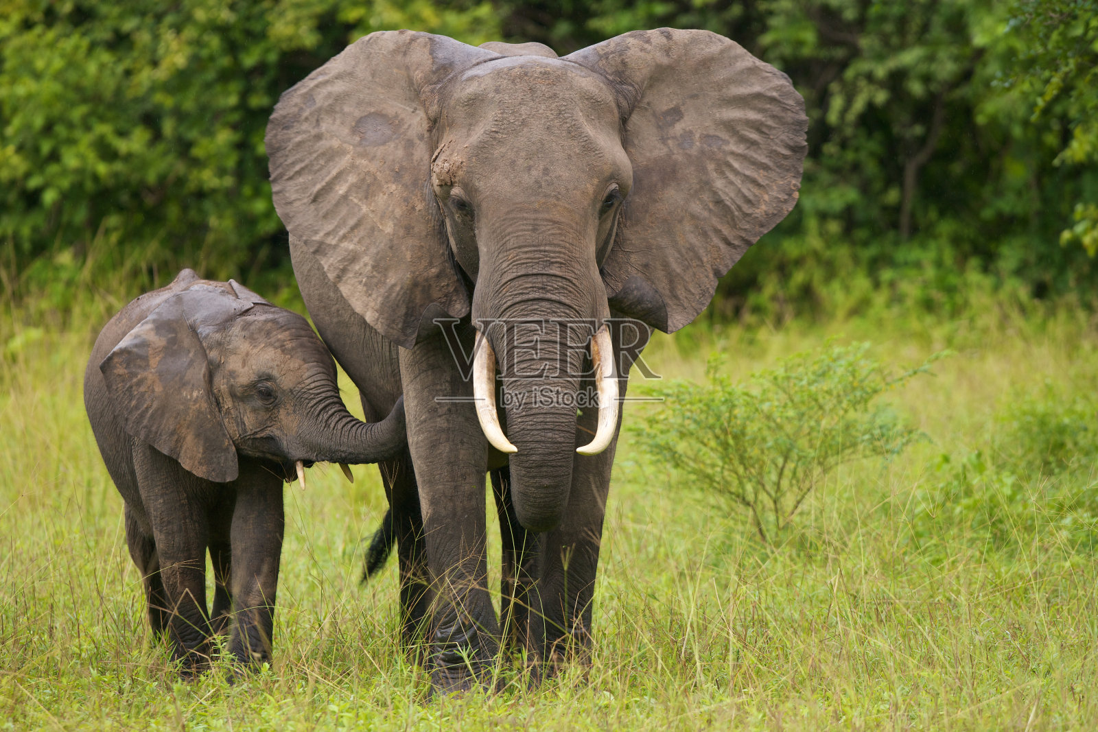 一只母象和她的小象在草地上散步照片摄影图片