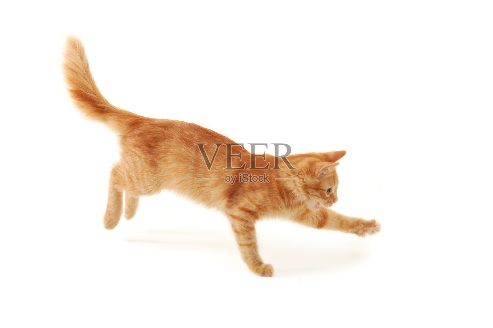 孤立的图像，一个橙色和米色的小猫跳跃照片摄影图片