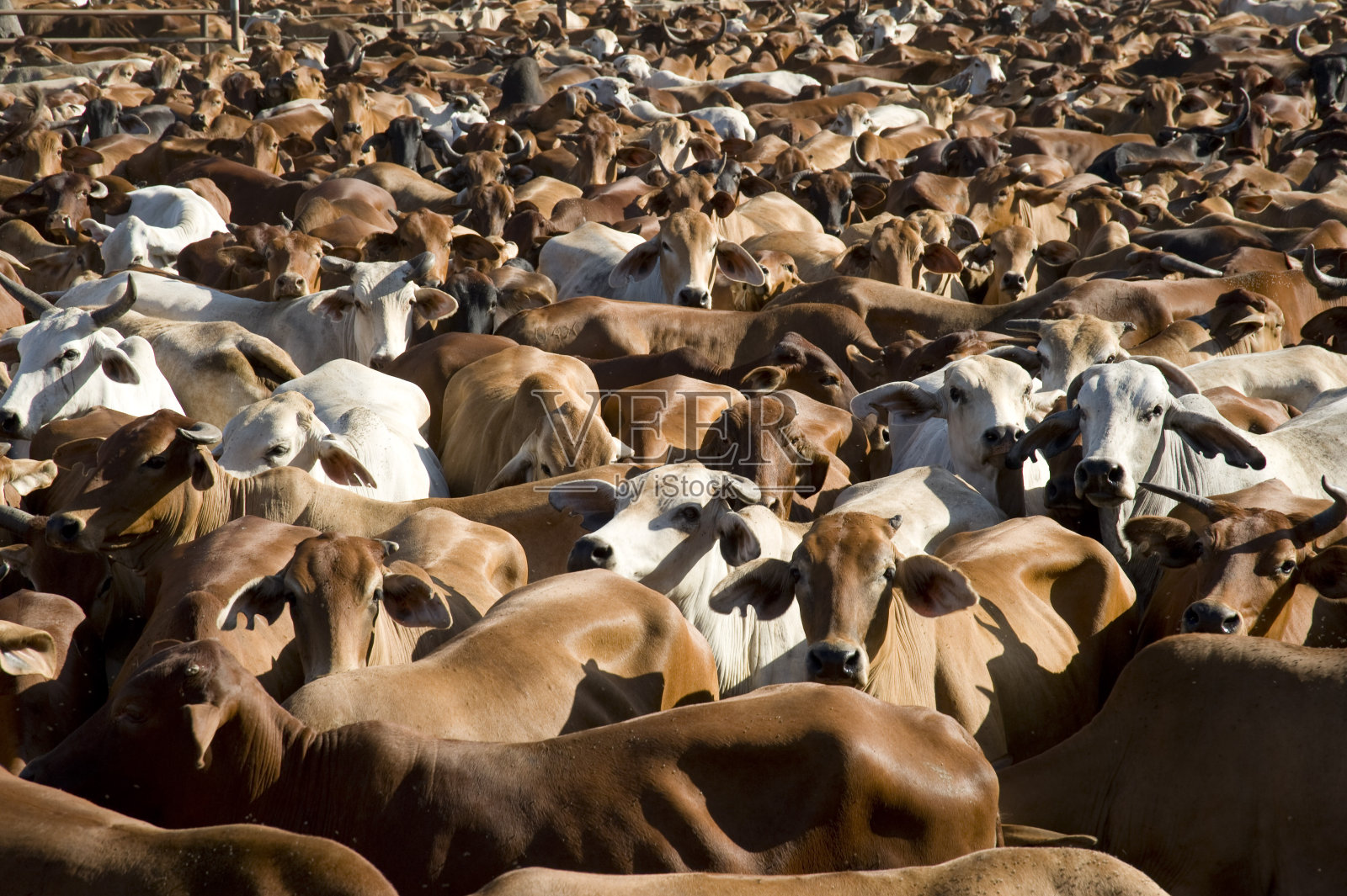许多棕色和白色的牛照片摄影图片