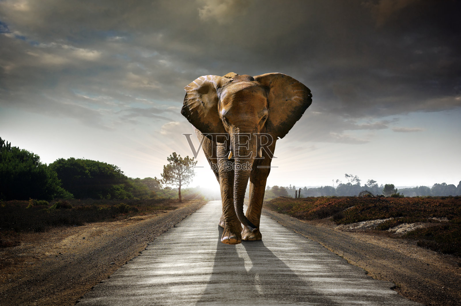 行走的大象照片摄影图片