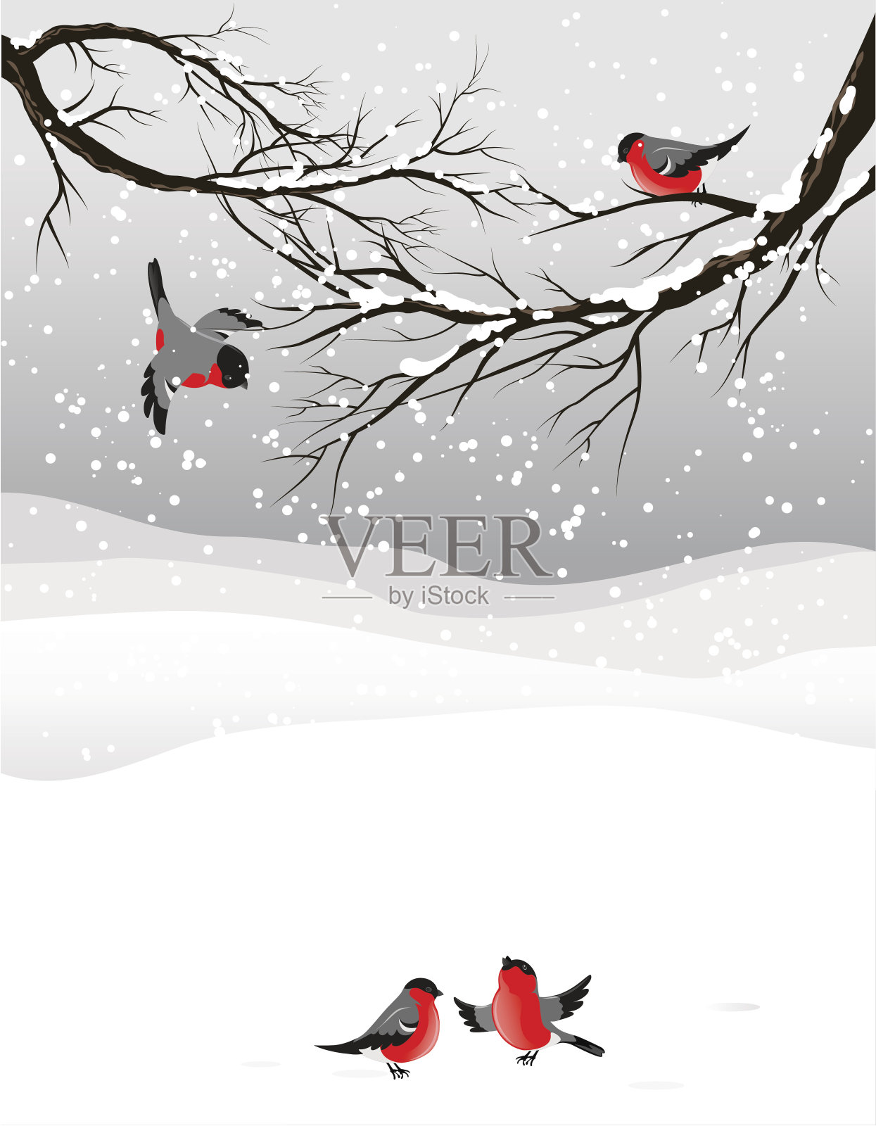 冬季背景鸟类红腹灰雀插画图片素材