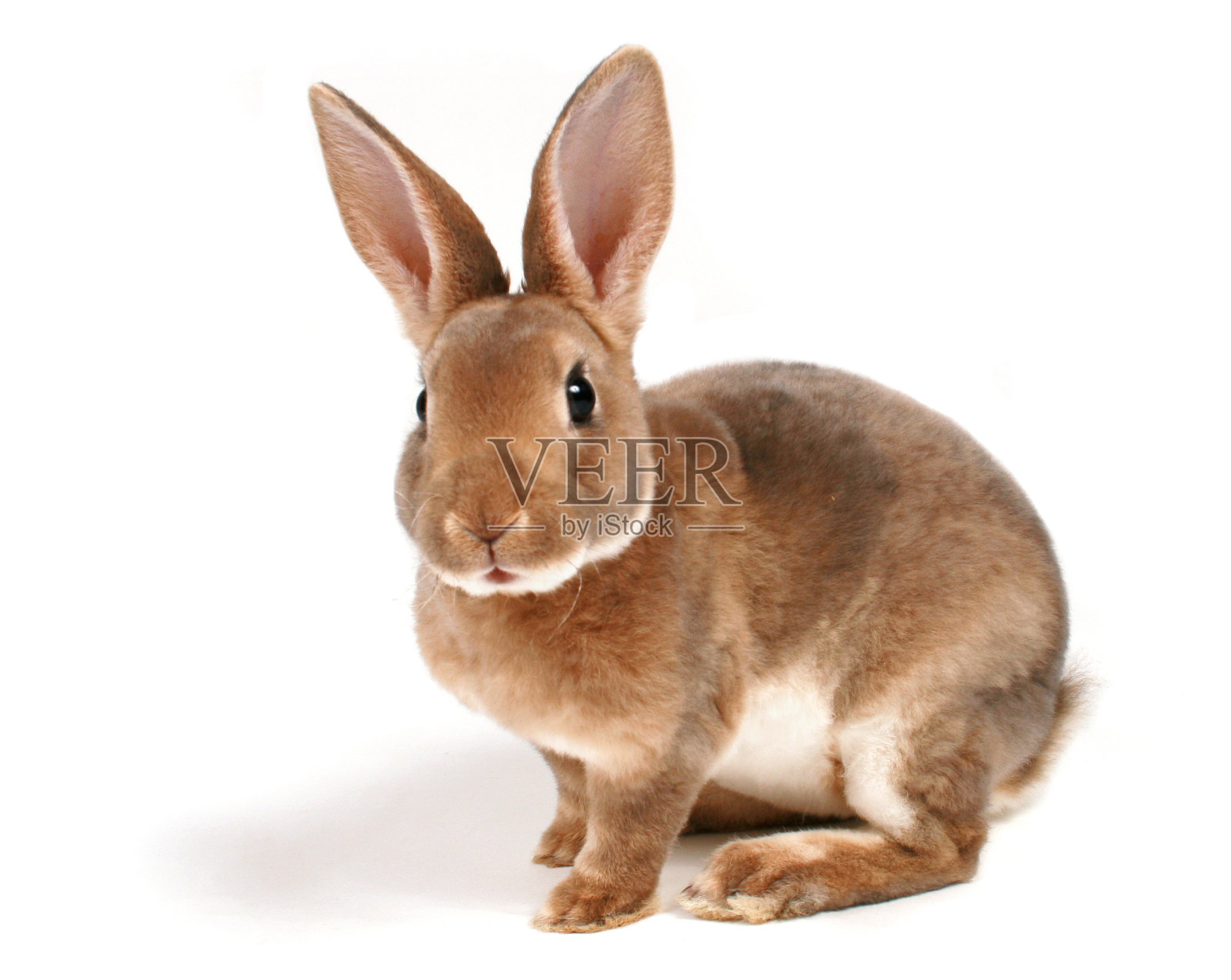 棕色小兔子孤立在白色上照片摄影图片