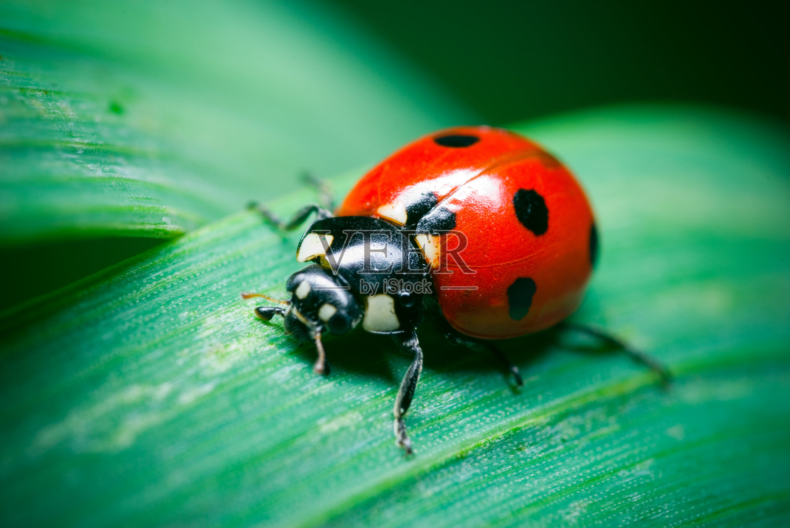 一个在草地上的瓢虫的特写照片摄影图片