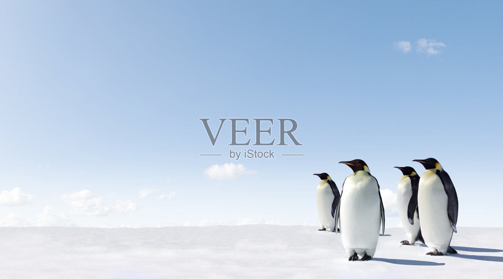 四只企鹅高高站在白雪覆盖的地面上照片摄影图片