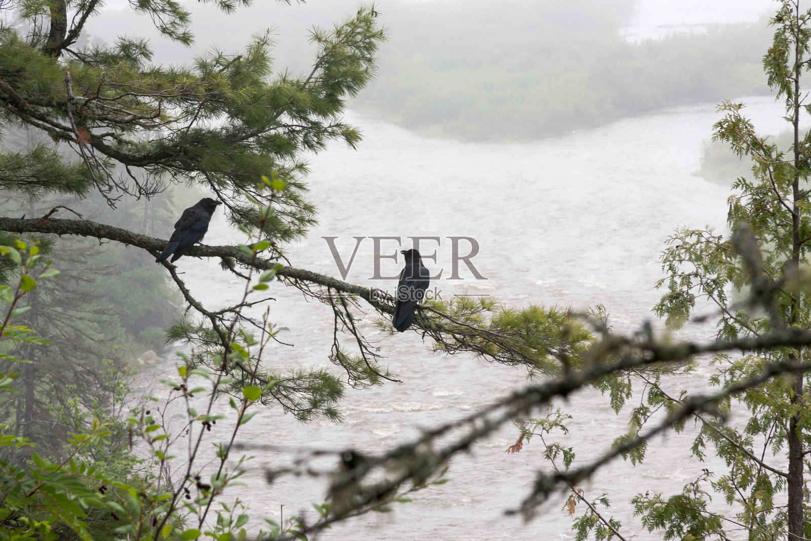 鸽子河上的乌鸦照片摄影图片