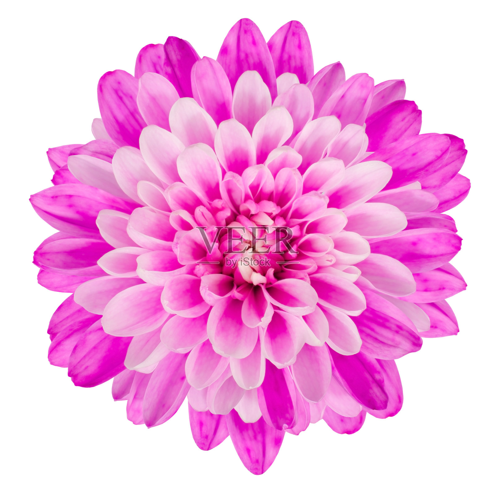 粉红色菊花花孤立在白色背景照片摄影图片