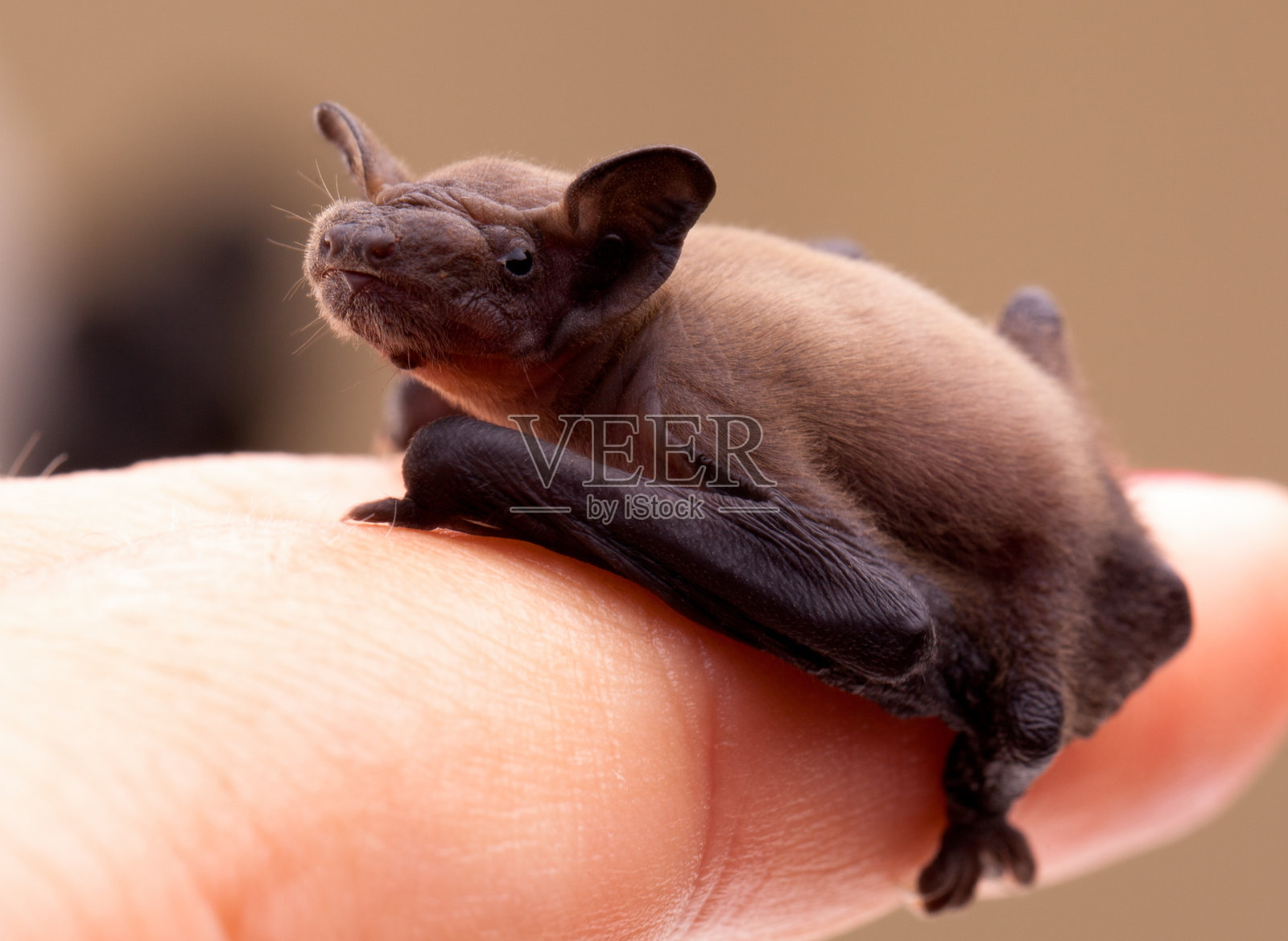 婴儿蝙蝠 (Pipistrellus pipistrellus)照片摄影图片