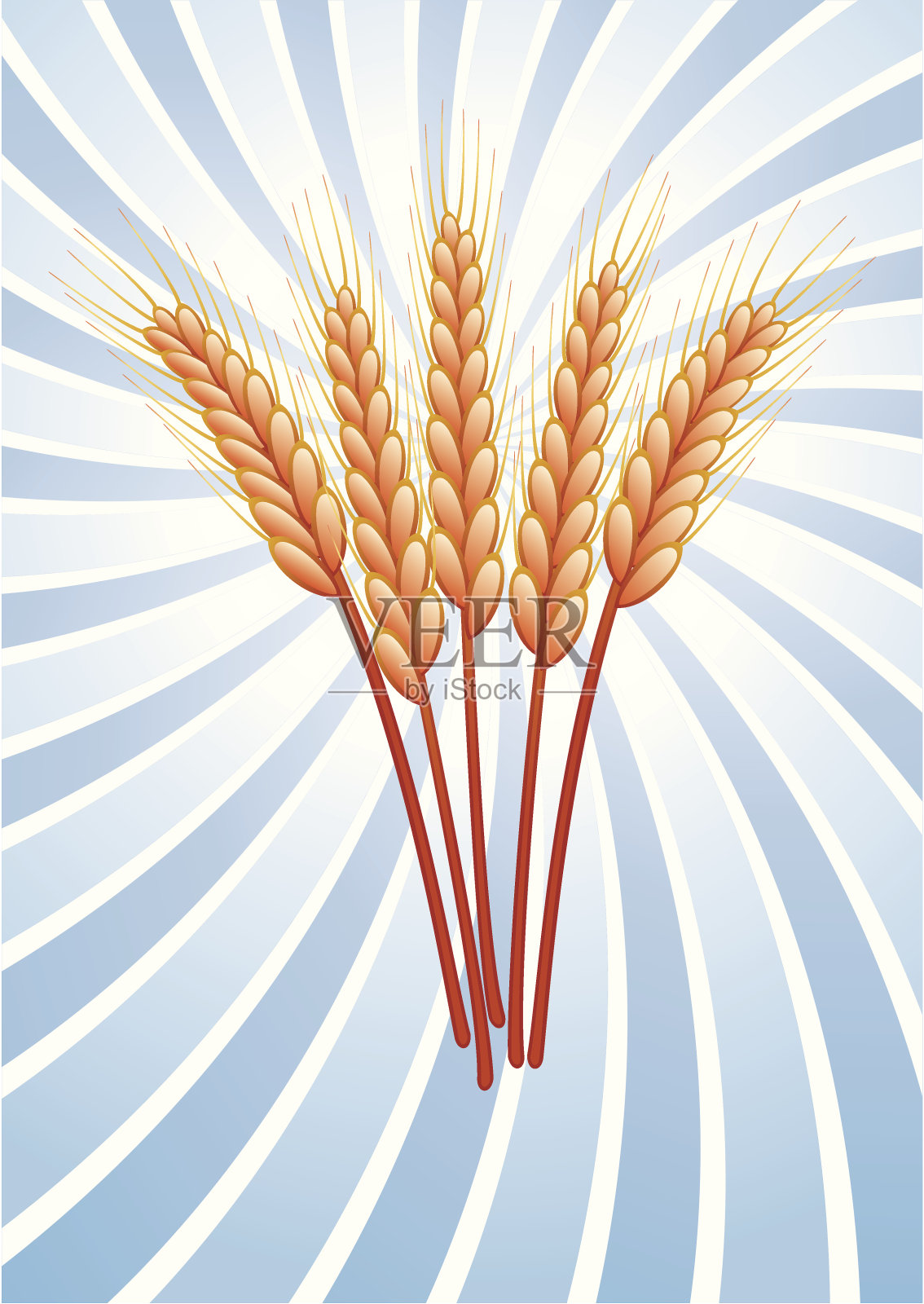 小麦的耳朵插画图片素材