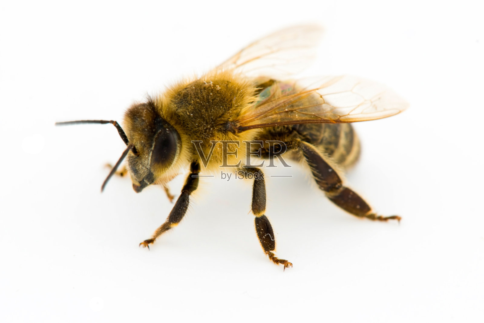 白色背景上的蜜蜂特写照片摄影图片