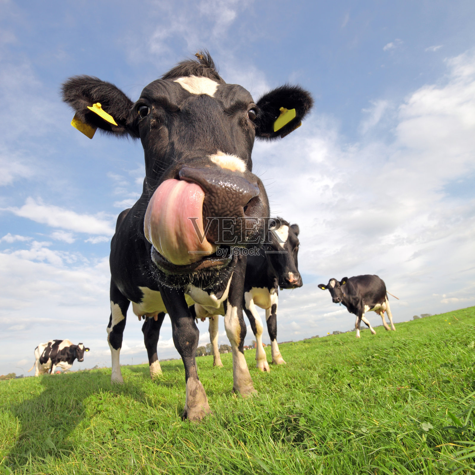 一头伸着舌头的荷斯坦奶牛照片摄影图片